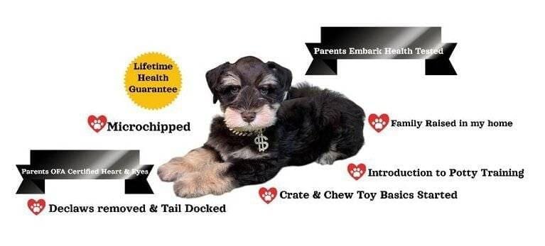 health guaranteed schnauzer puppies for sale houston texas