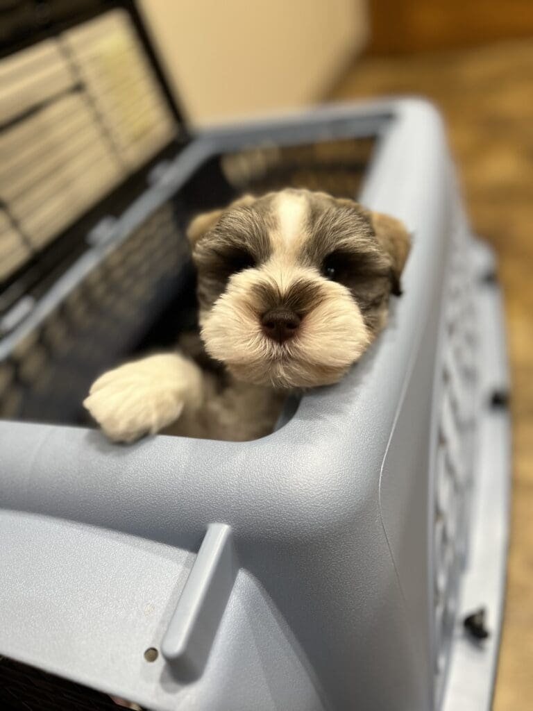 Image showcasing MINIATURE SCHNAUZER CRATE TRAINING - Von Baron Schnauzers
